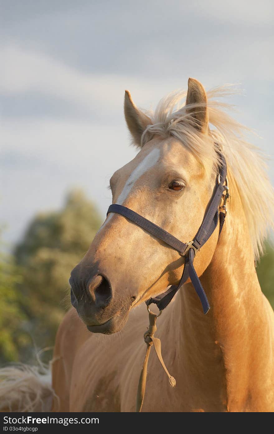 Blond horse from suburban farm. Blond horse from suburban farm