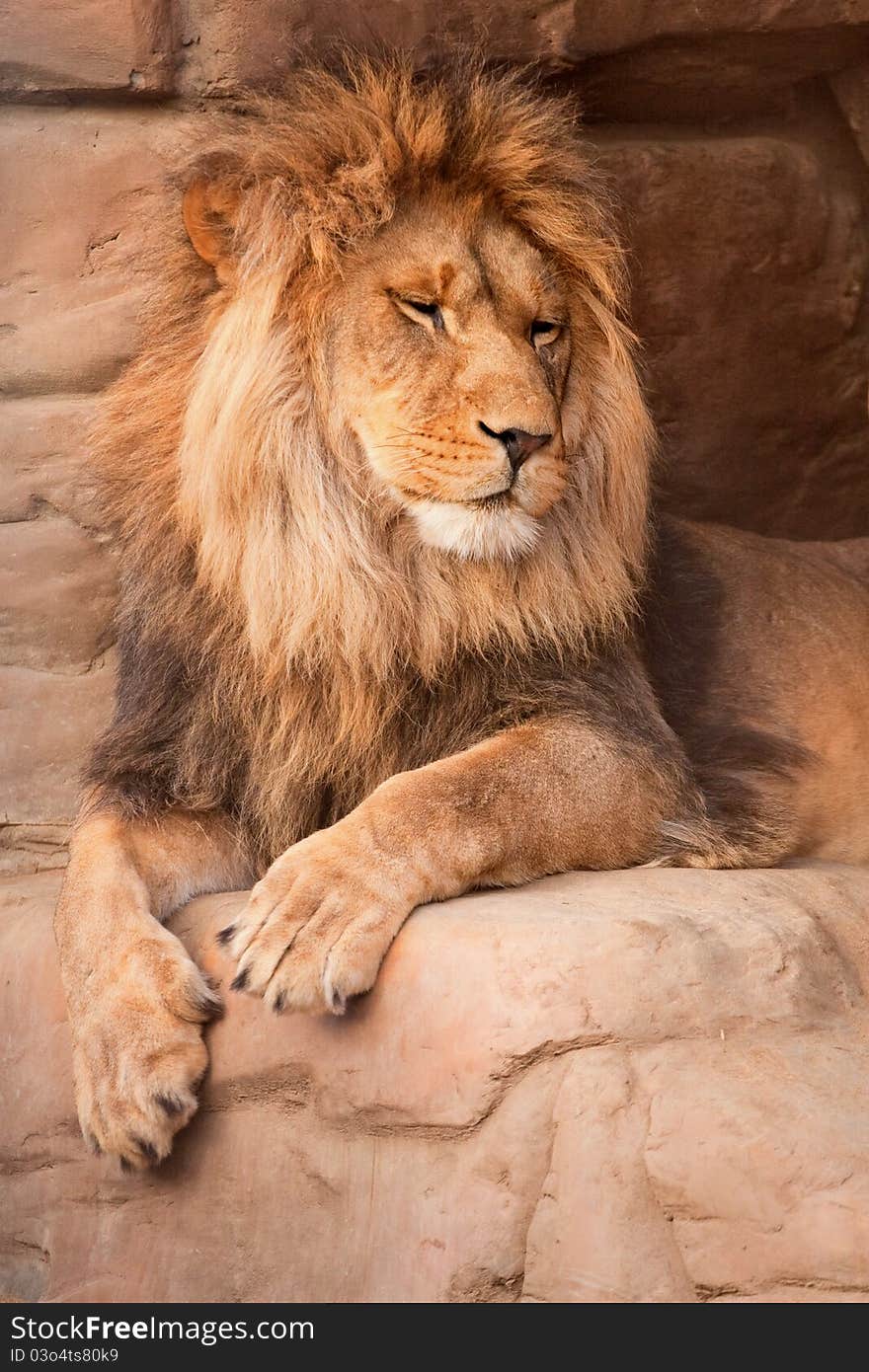 Slumbering lion after evening meal. Slumbering lion after evening meal