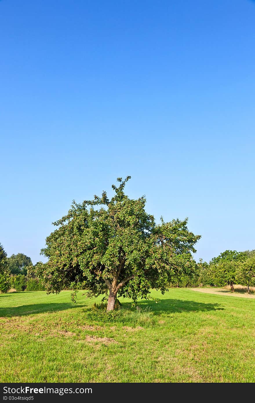 Apple trees in summer at the meadow