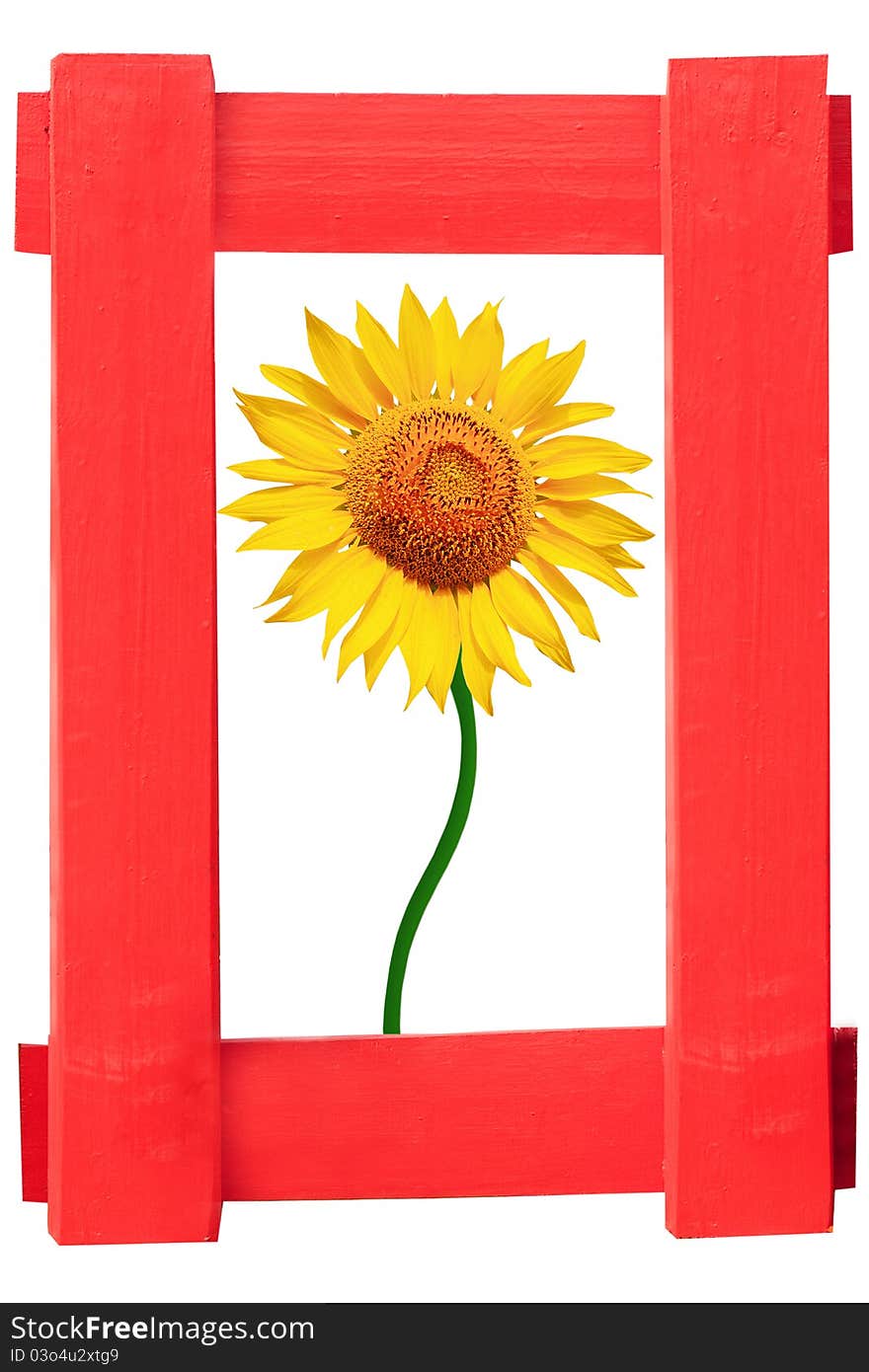 Beautiful Sunflower in  photo frame