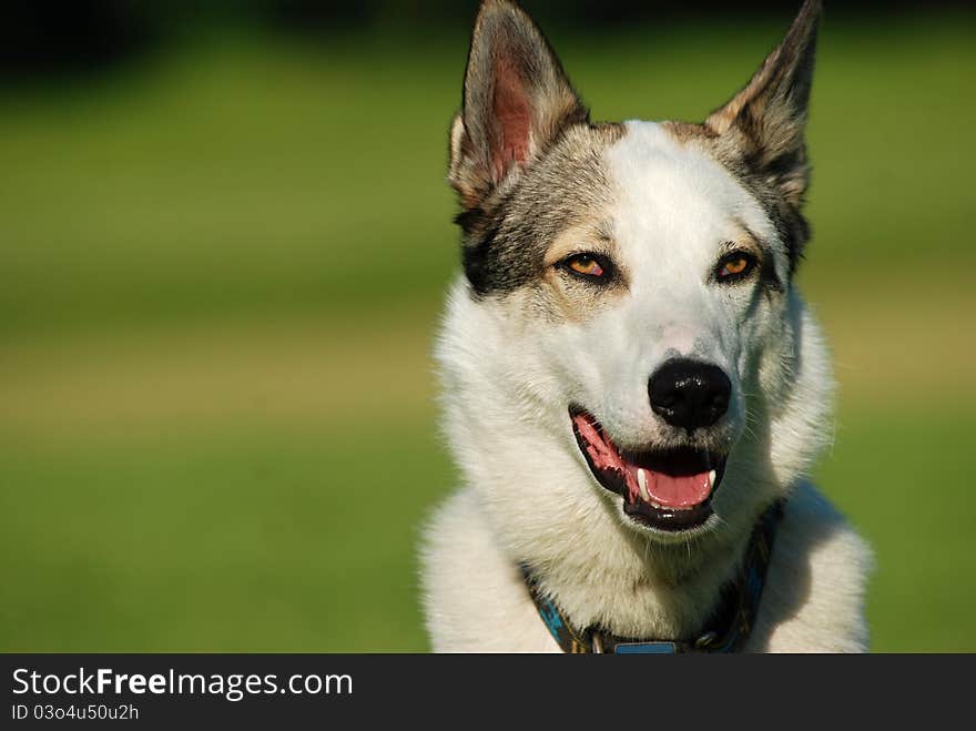 West siberian laika portrait