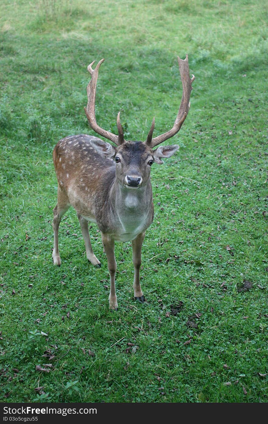 A deer gazing into the camera.