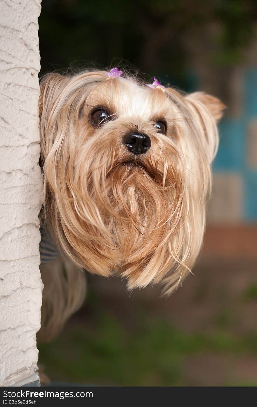 Yorkshire terrier dog head shot portrait from corner. Yorkshire terrier dog head shot portrait from corner