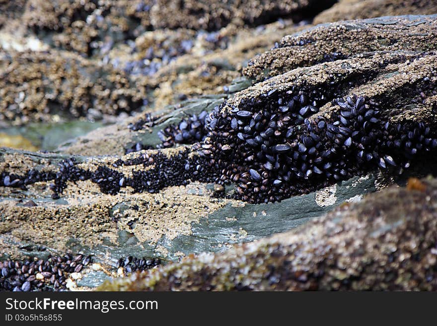 Oysters In Nature