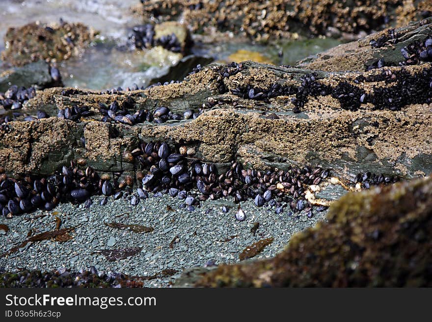 Live shells and oysters in the National park of Ushuaia in Argentina. Live shells and oysters in the National park of Ushuaia in Argentina