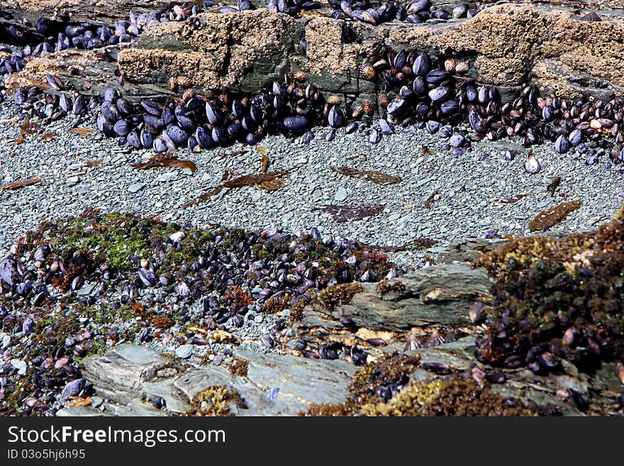 Live shells and oysters in the National park of Ushuaia in Argentina. Live shells and oysters in the National park of Ushuaia in Argentina