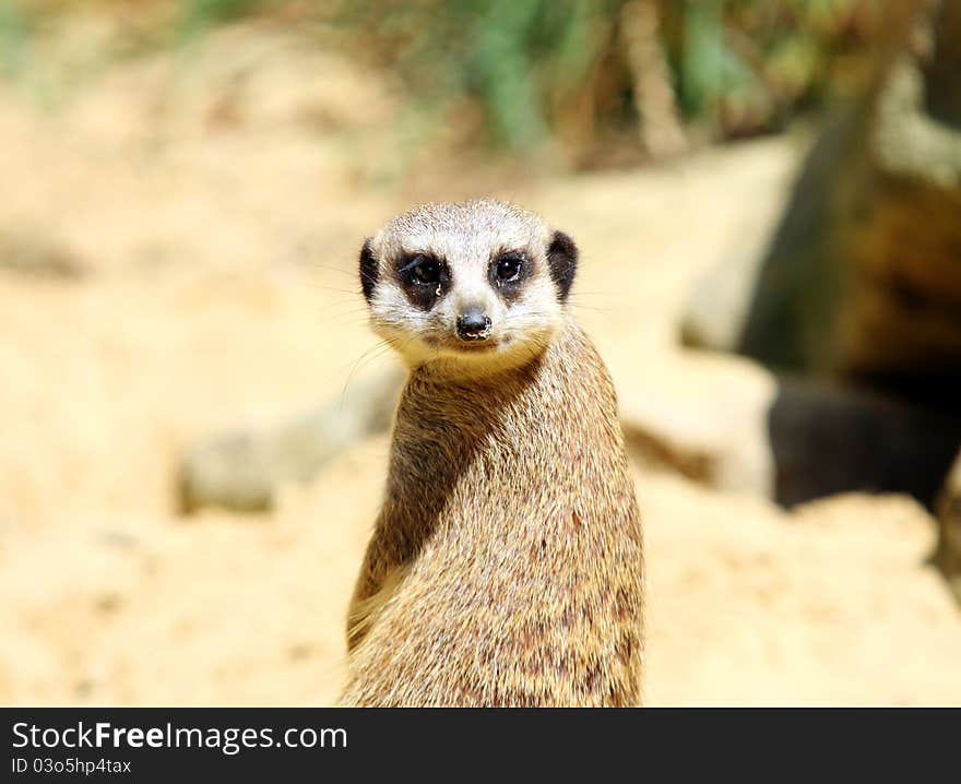 Cute meerkat portrait close up. Cute meerkat portrait close up