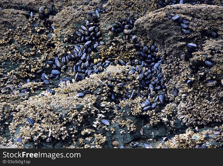 Live shells and oysters in the National park of Ushuaia in Argentina. Live shells and oysters in the National park of Ushuaia in Argentina