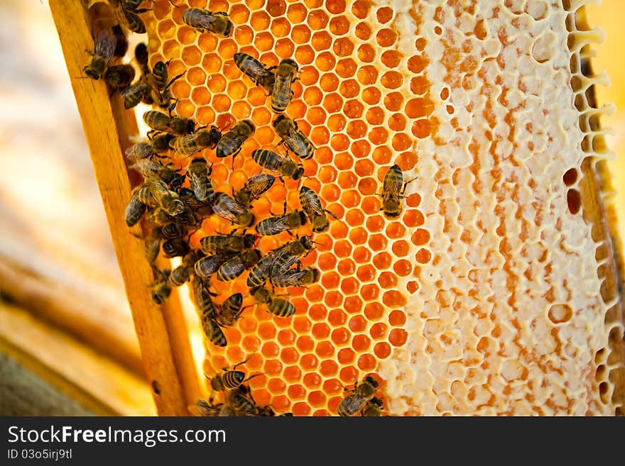 Worker bees on a honeycomb