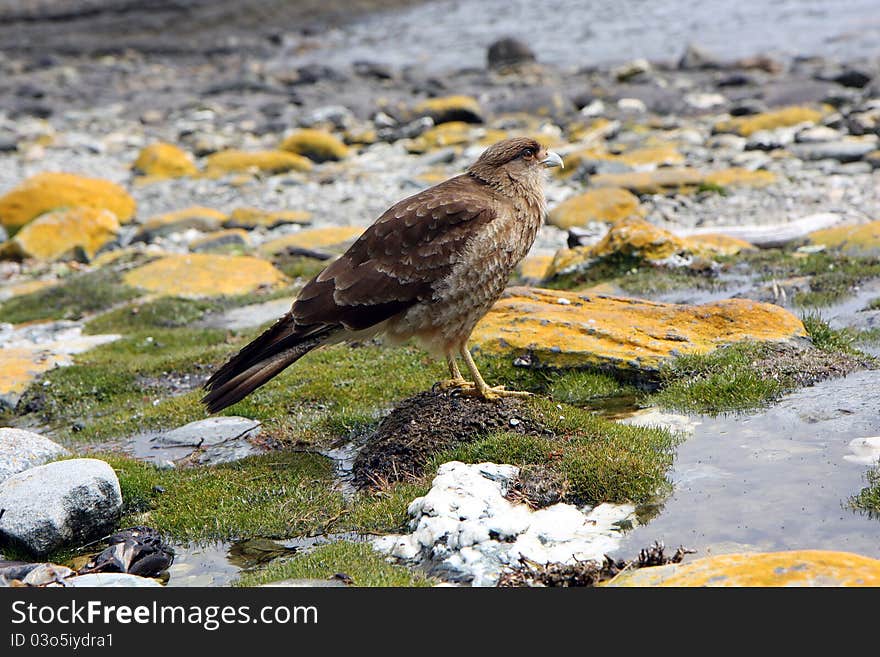 Falcon in Ushuaia