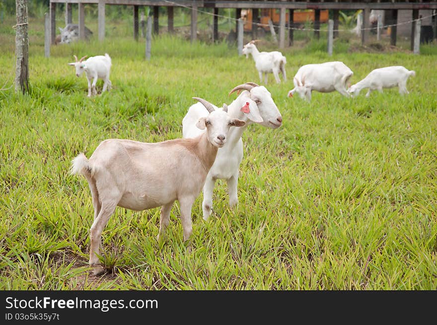 Goat farm