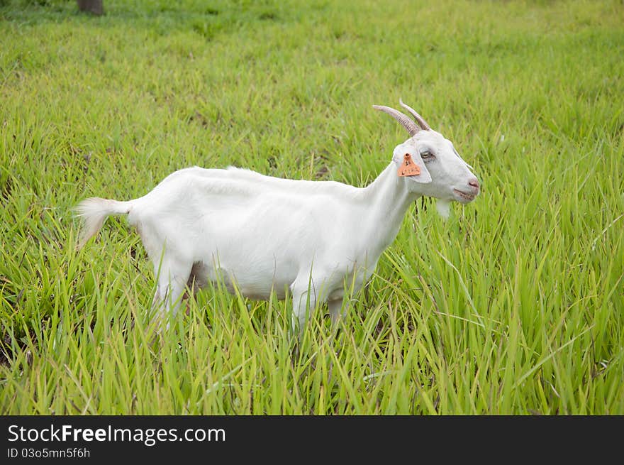 White Goat