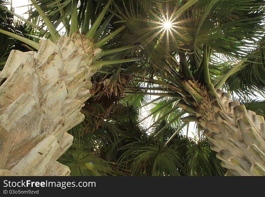 Palm tree trunk bark and leaf looking upward laying down with sunbeam. Palm tree trunk bark and leaf looking upward laying down with sunbeam