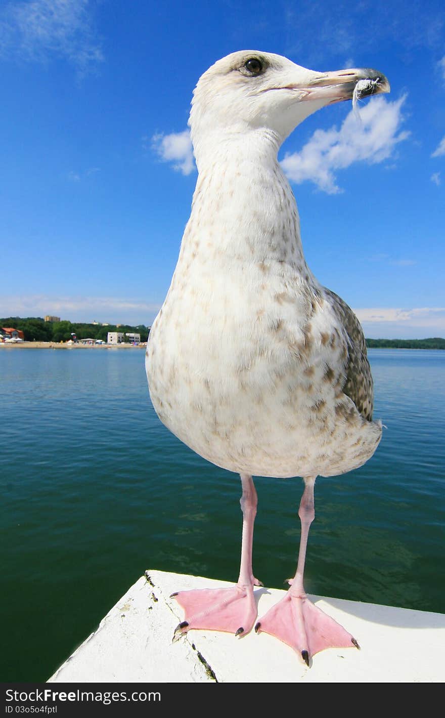 Sea gull