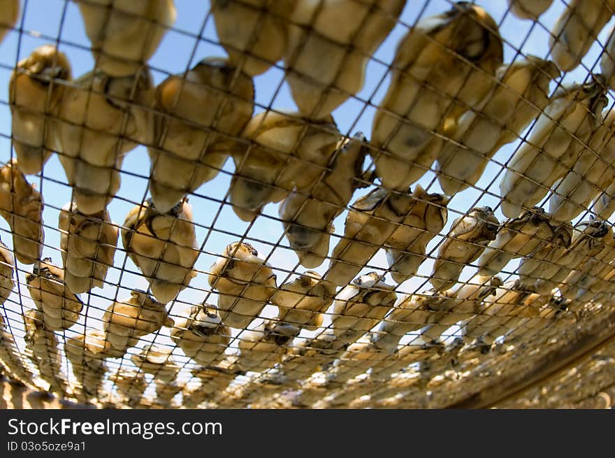 Drying Oyster In Lau Fou Shan 02