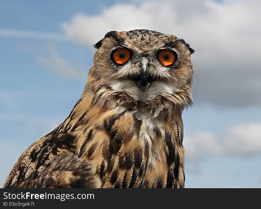 European Eagle Owl