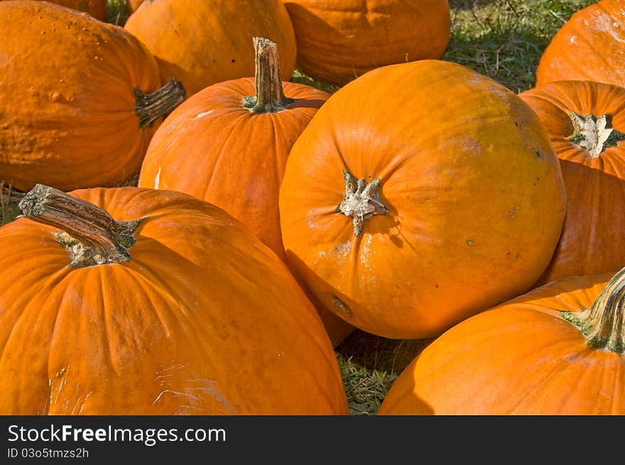 Harvested Pumpkins