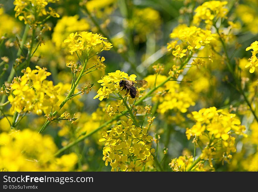 The bee, the yellow flowers are pollinated