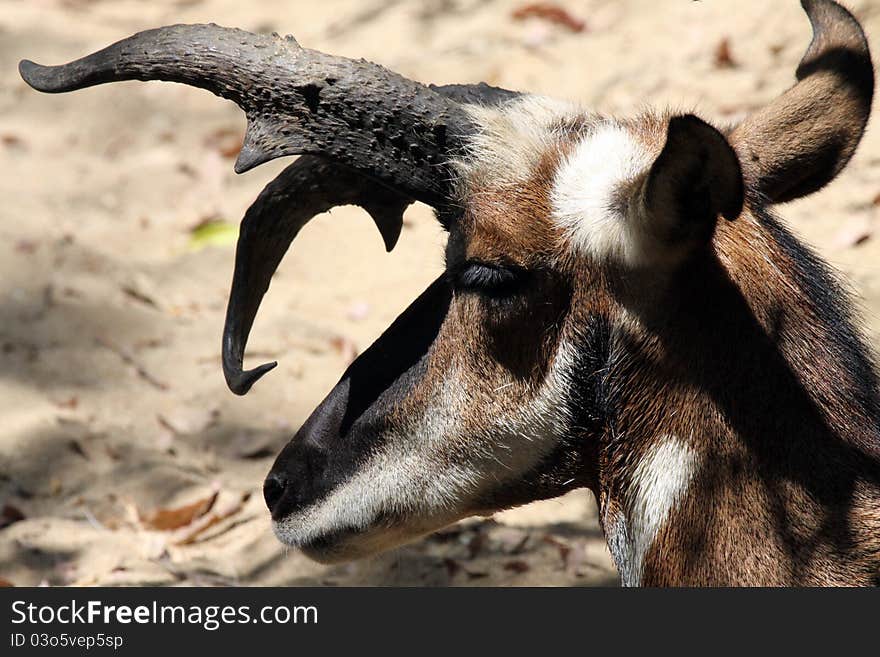 Close Up Prifile Portrait of Baja Pronghorn