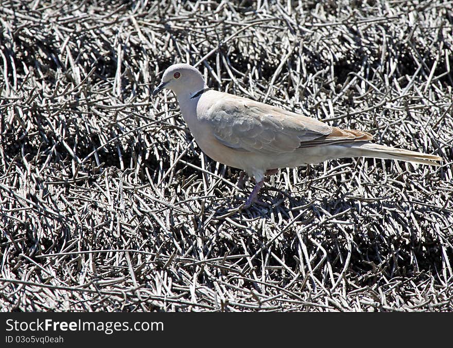 Lone Morning Dove Standing on Thatched roof