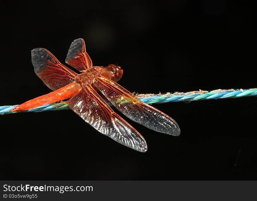 Red Dragonfly Perched On Blue Rope With Black Background. Red Dragonfly Perched On Blue Rope With Black Background