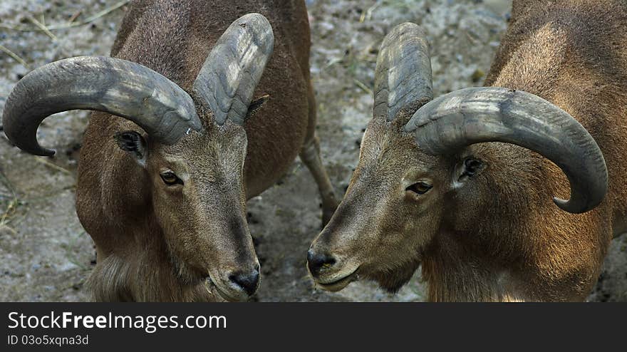 Image of two goats on a gray background