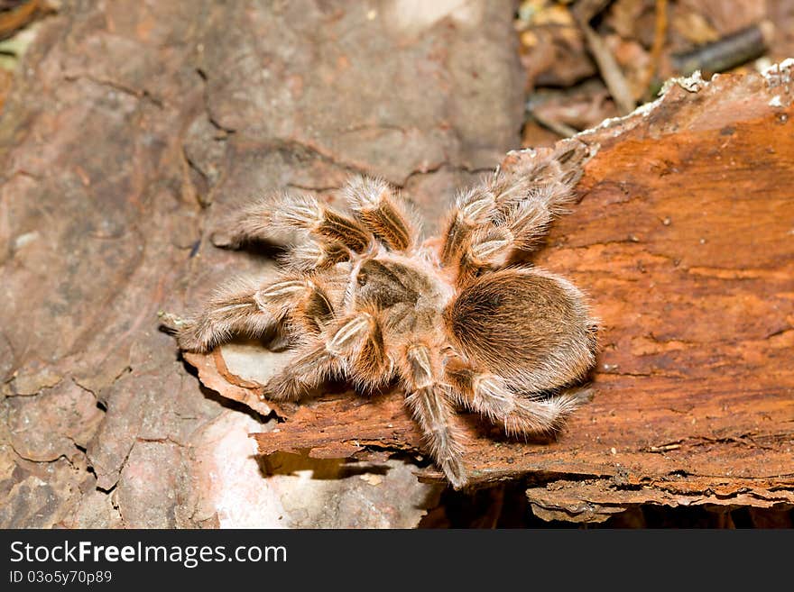 Tarantula crawling over a log in its natural habitat. Tarantula crawling over a log in its natural habitat