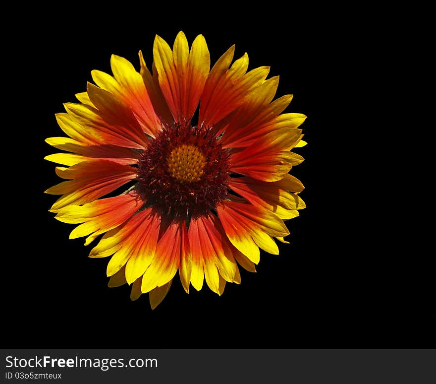 Michaelmas daisi flower, black isolated