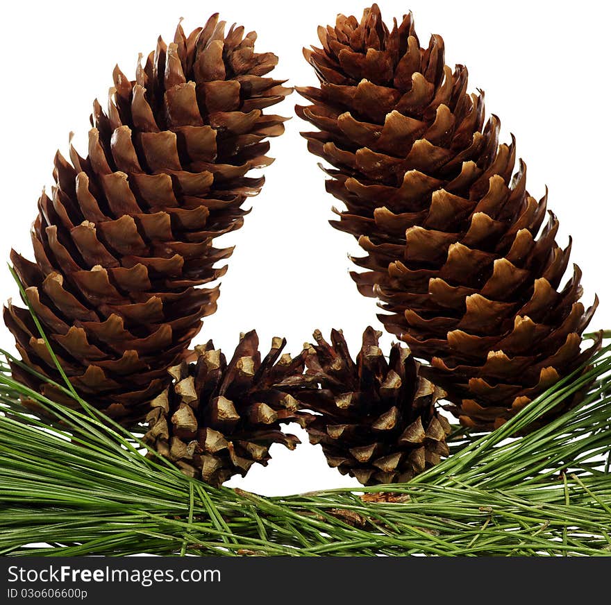 Four Fir-cone