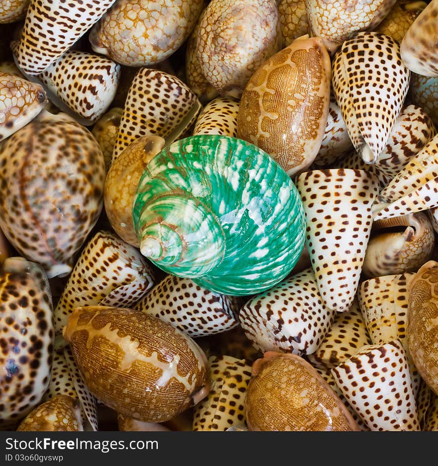 Green  And Brown Sea Shells