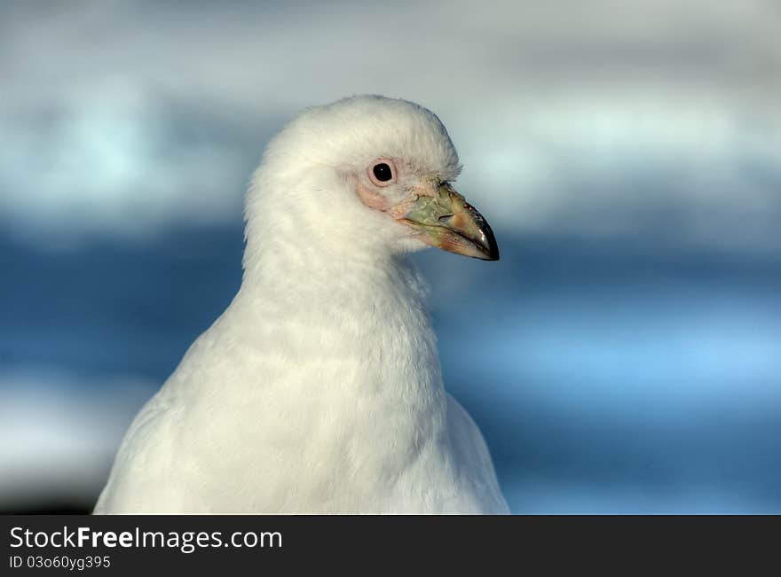 Great white plover antarctica