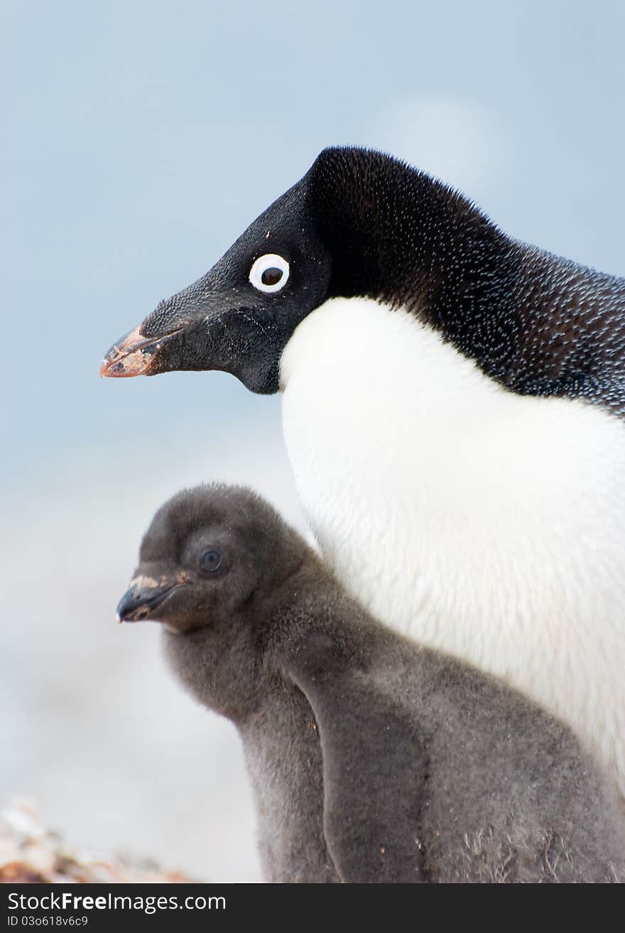 Penguin Mother and her two Children in Antarctica. Penguin Mother and her two Children in Antarctica