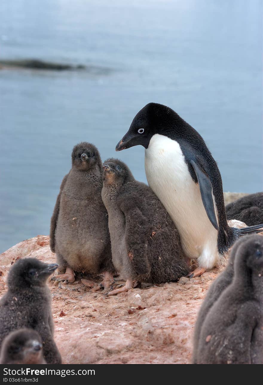 Penguins