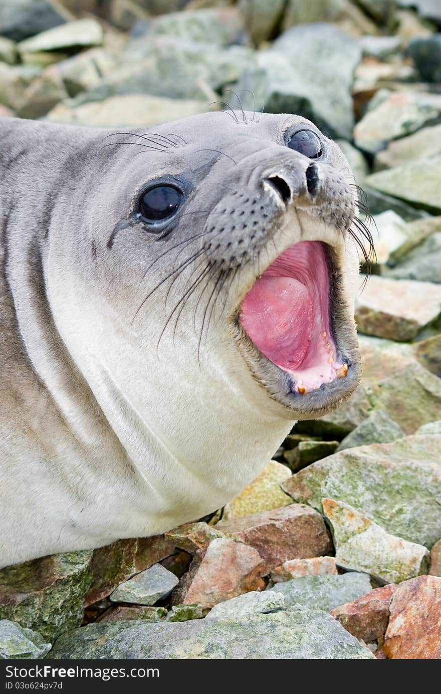 Southern elephant seal shouts, Antarctica