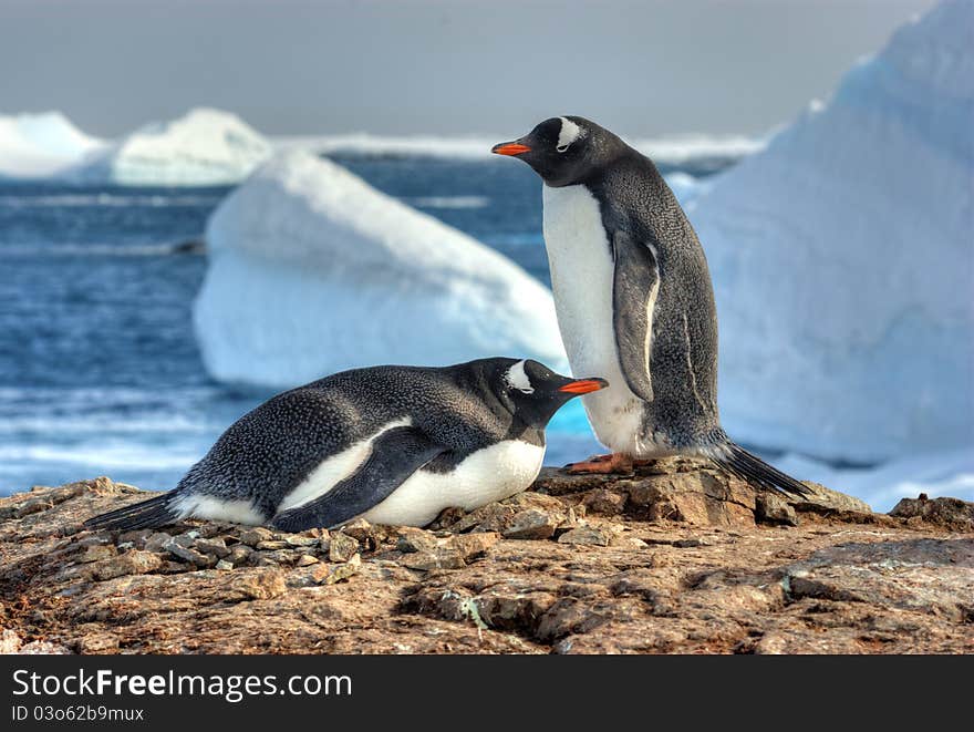 Two penguins walk side by side, against the backdrop of the snow