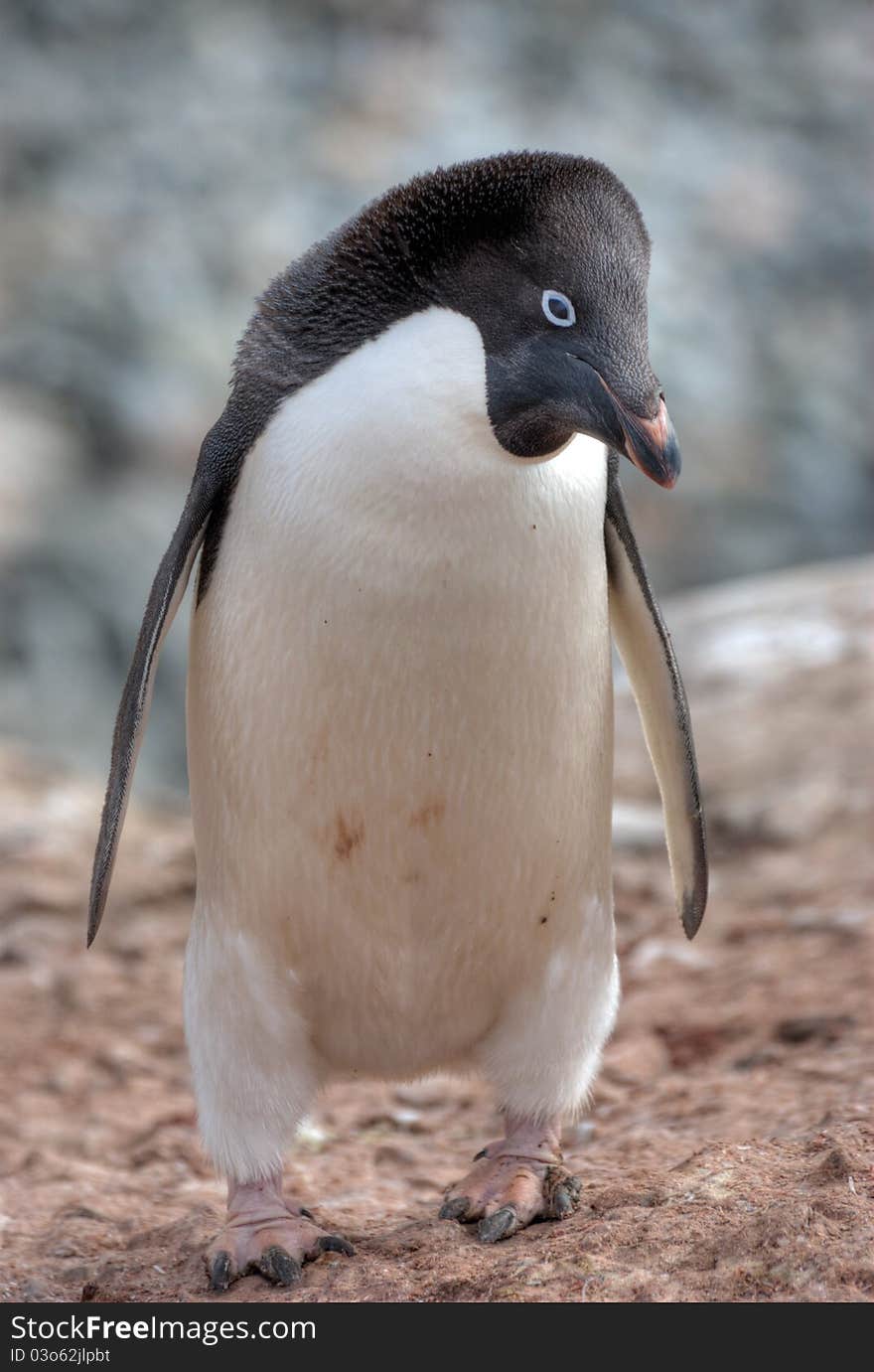 Penguin on the stone coast of Antarctica. Penguin on the stone coast of Antarctica