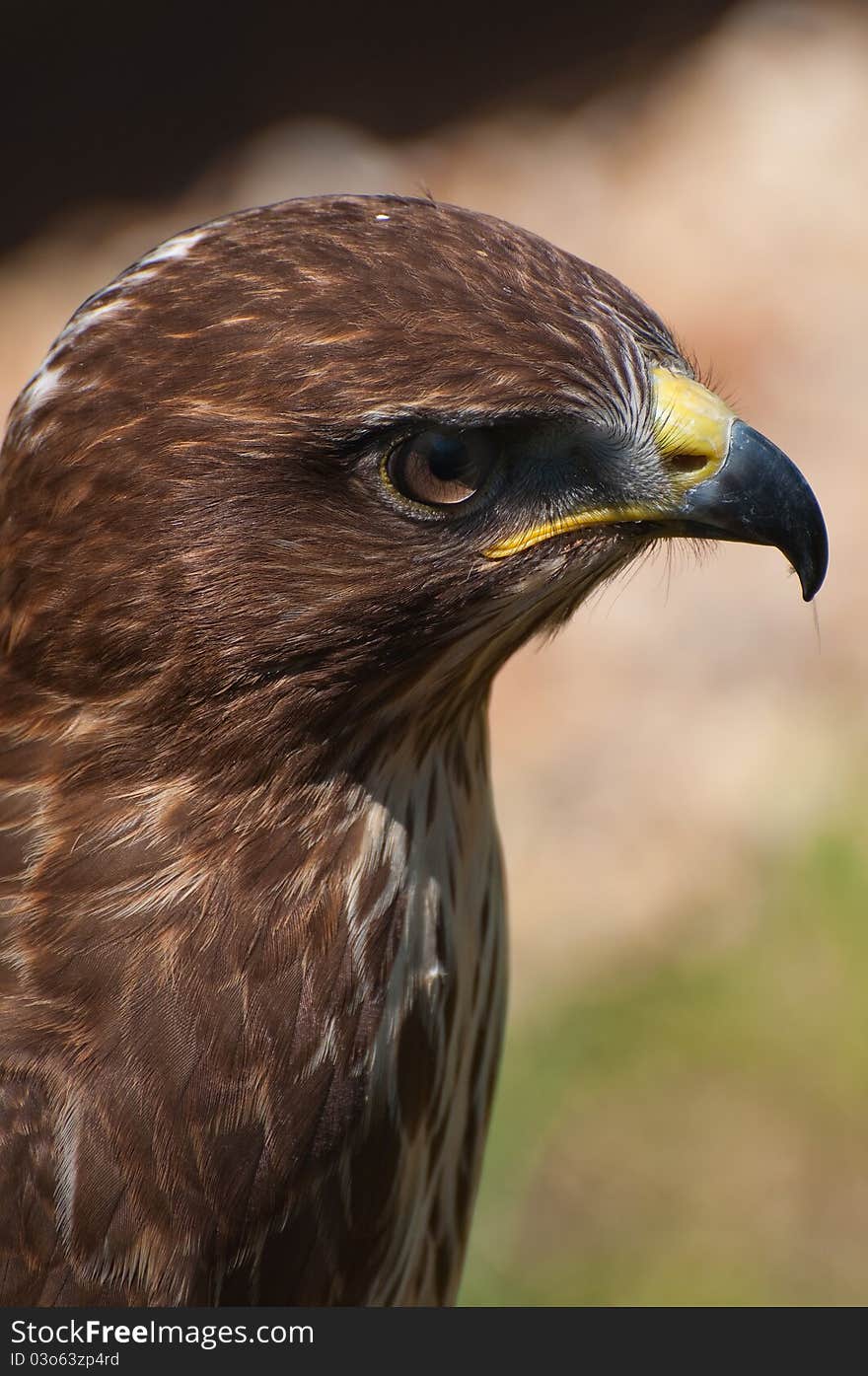 Raptor close up detail of a buzzard. Raptor close up detail of a buzzard