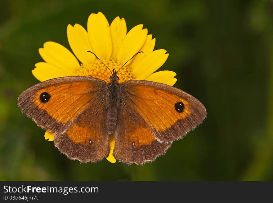 Gatekeeper on a corn marigold