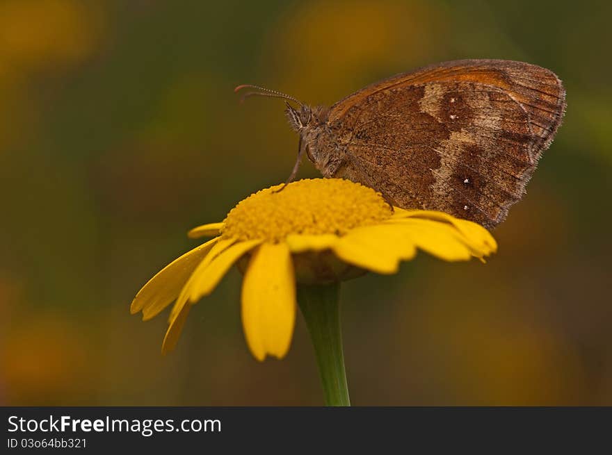 Profile detail of gatekeeper butterfly with closed wings resting on a yellow corn marigold. Profile detail of gatekeeper butterfly with closed wings resting on a yellow corn marigold