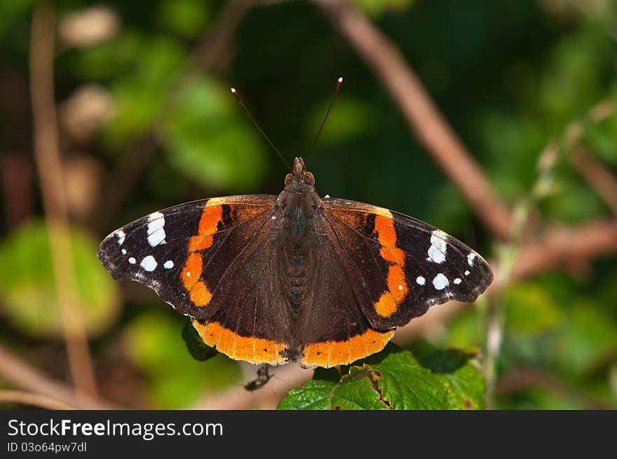 Red admiral butterfly warming up in the summer sun. Red admiral butterfly warming up in the summer sun