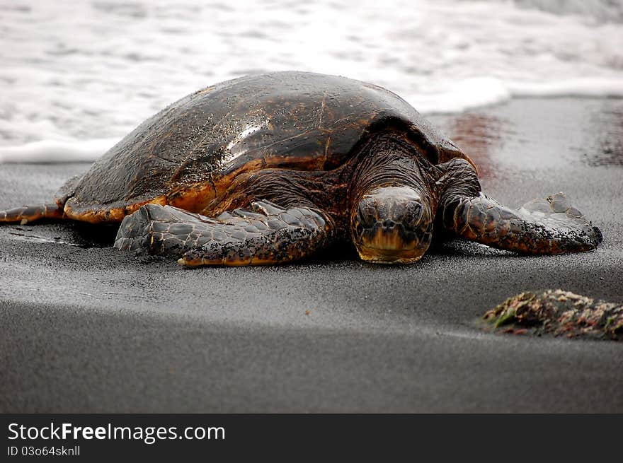 Green Sea Turtle basking on a tropical black sand beach. Green Sea Turtle basking on a tropical black sand beach