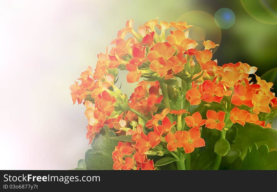 Red-orange Kalanchoe made as a nice background. Red-orange Kalanchoe made as a nice background.