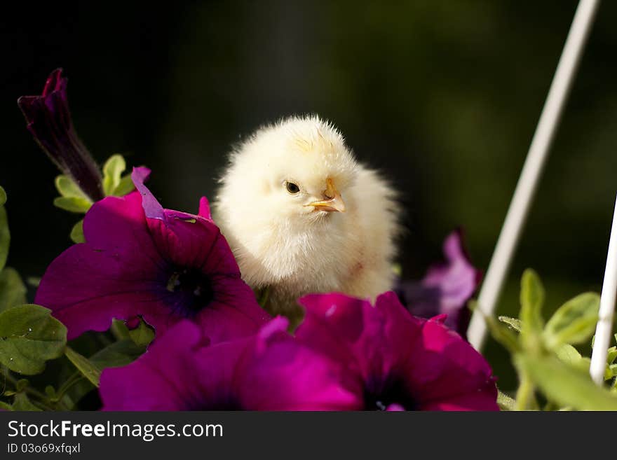 Rlittle chicken sitting on a climbing flowers. Rlittle chicken sitting on a climbing flowers