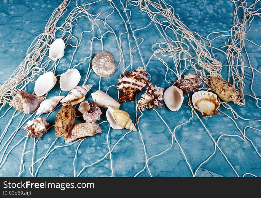 Seashells on a fishing net