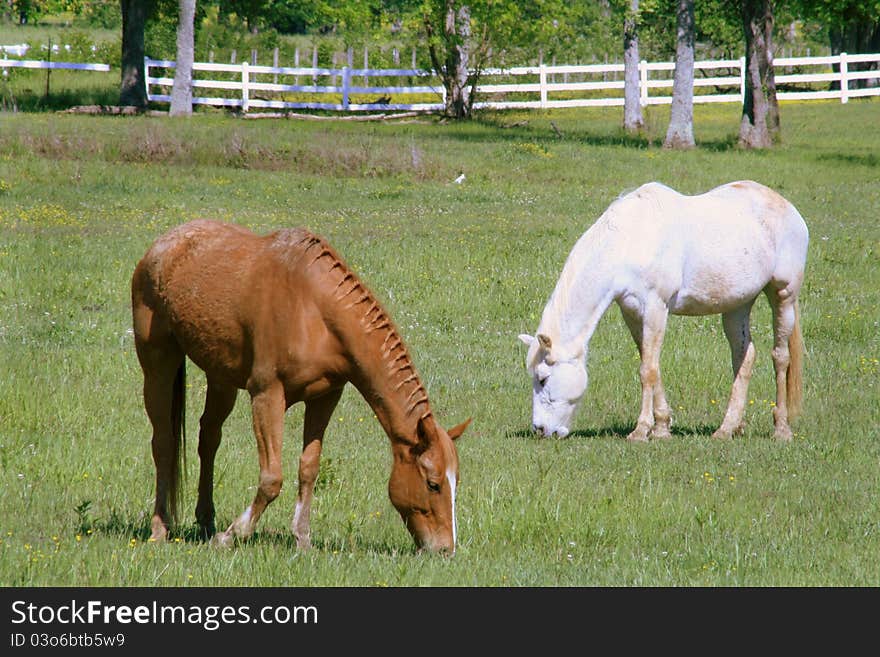 Two horses grazing in field