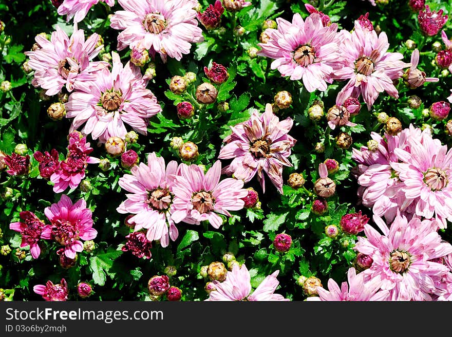 Colourful chrysanthemum bush