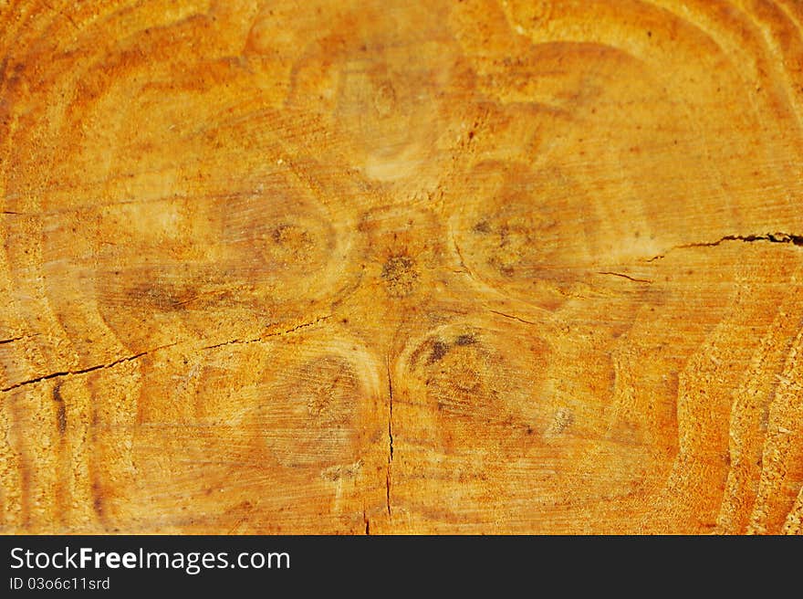 Fresh sawed pine tree cut - texture. Fresh sawed pine tree cut - texture