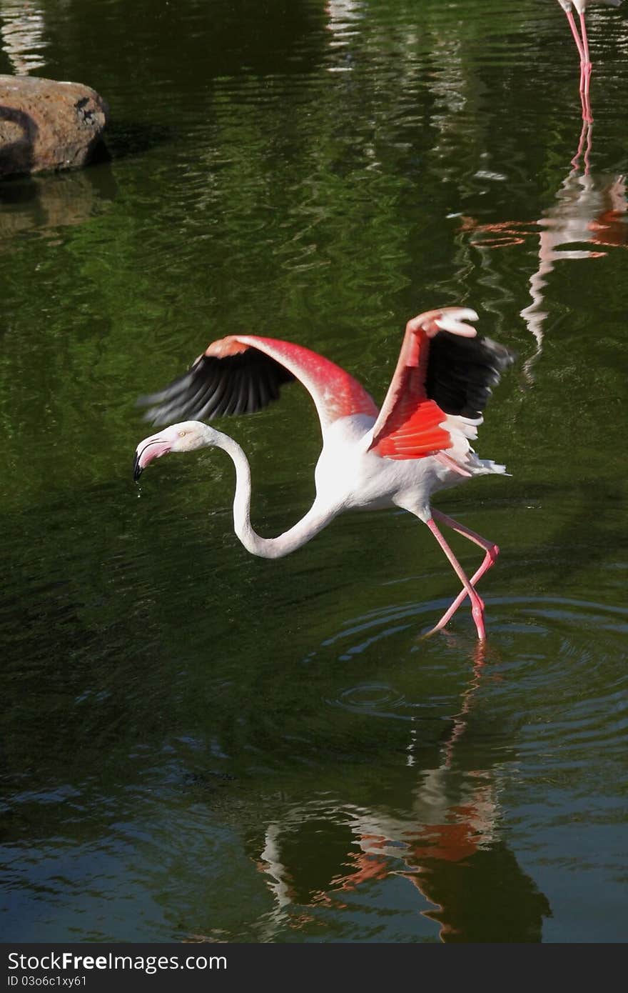 Flamingo taking flight