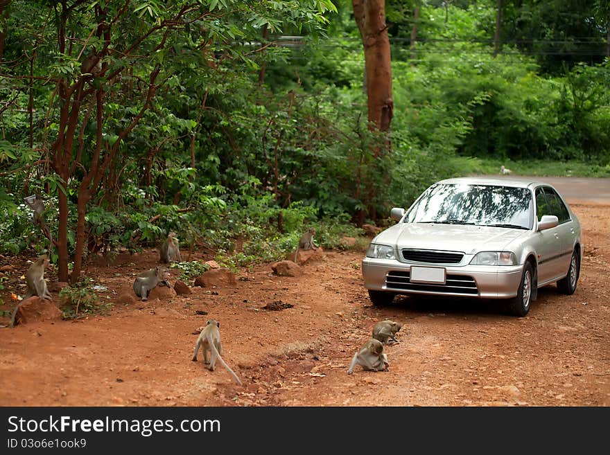 The silver car costs in jungle and is surrounded by wild monkeys. The silver car costs in jungle and is surrounded by wild monkeys