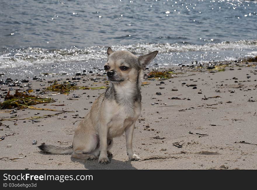 Chihuahua sitting at the beach near the water. Chihuahua sitting at the beach near the water